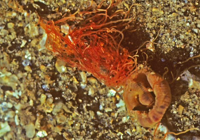 Photo of Amphitrite ornata