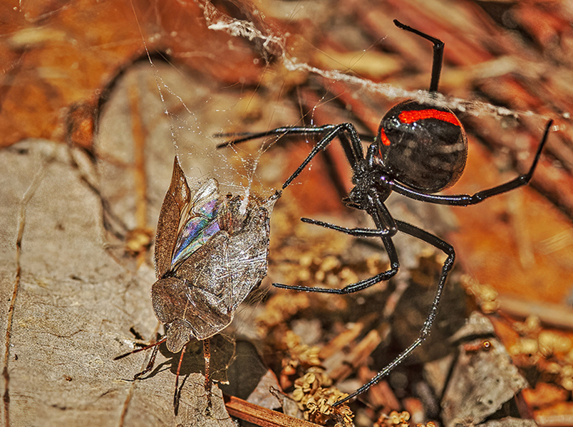 Latrodectus mactans