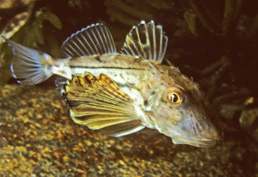 246_Striped_sea_robin_Prionotus_evolans