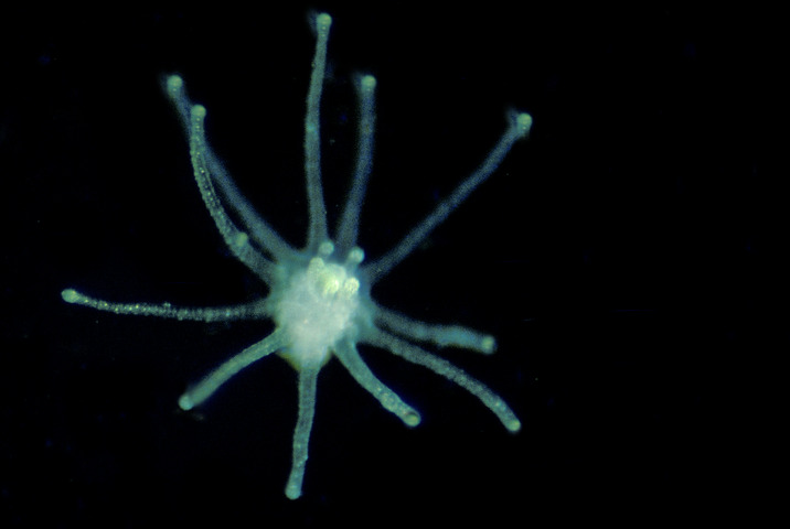 Photo of Ectopleura crocea