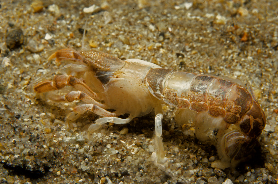 97_Coastal_mud_shrimp_Upogebia_affinis
