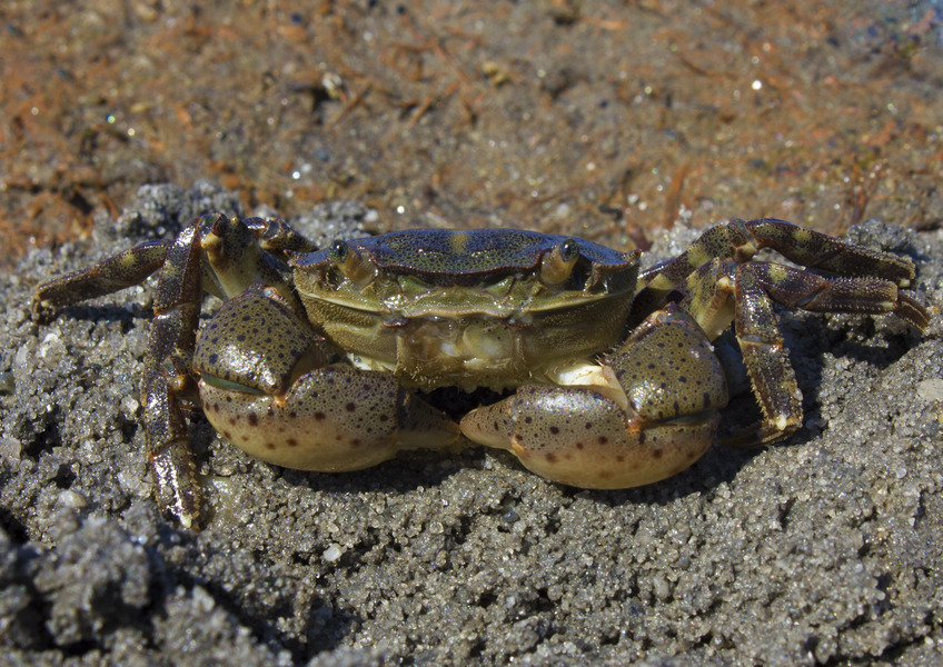 51_Asian_shore_crab_Hemigrapsus_sanguineus