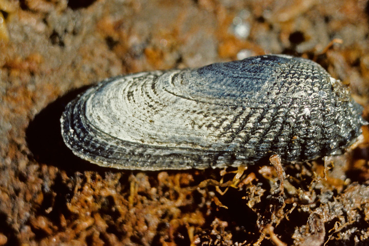 Photo of Petricolaria pholadiformis