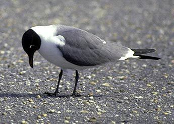 Charadriiformes