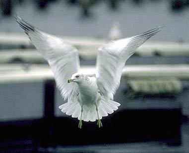 Larus delawarensis