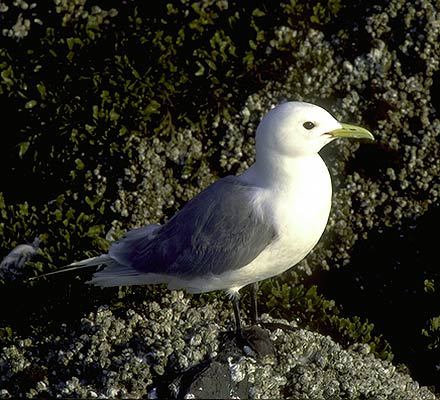 Charadriiformes