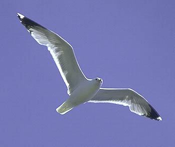 Larus californicus