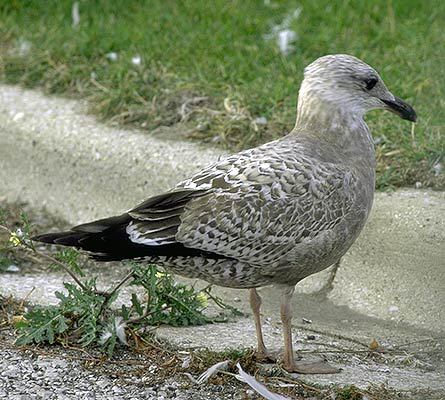 Larus argentatus