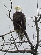 Haliaeetus leucocephalus