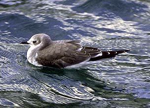 Charadriiformes