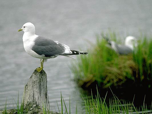 Larus canus