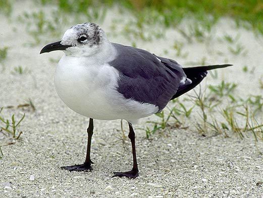 Larus atricilla