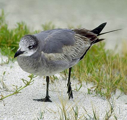 Larus atricilla