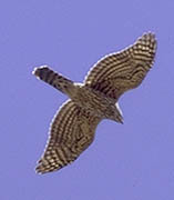 Accipiter gentilis