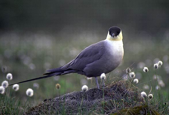 Charadriiformes