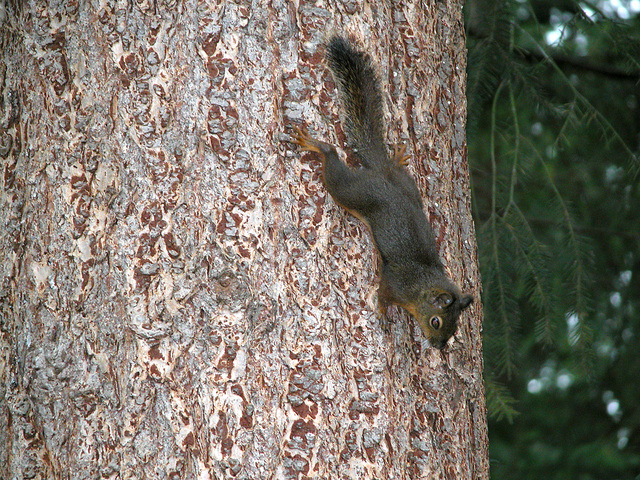 Chasing Squirrels In Summertime