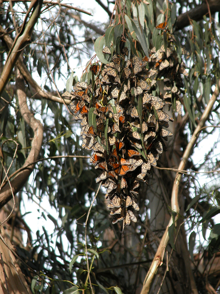 Danaus plexippus