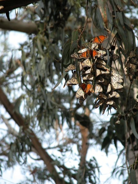 Danaus plexippus