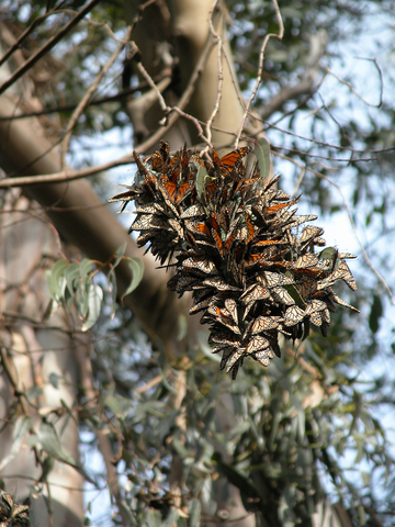 ADW: Danaus Plexippus: PICTURES