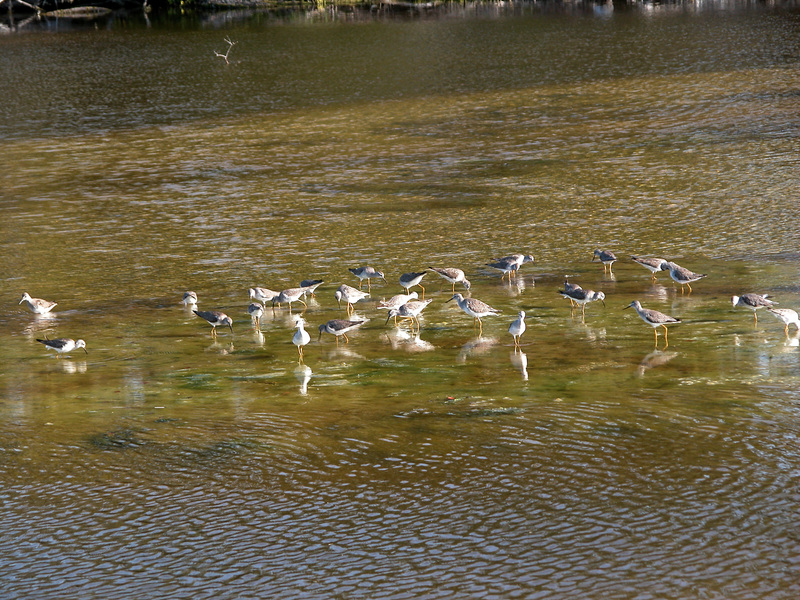 Charadriiformes