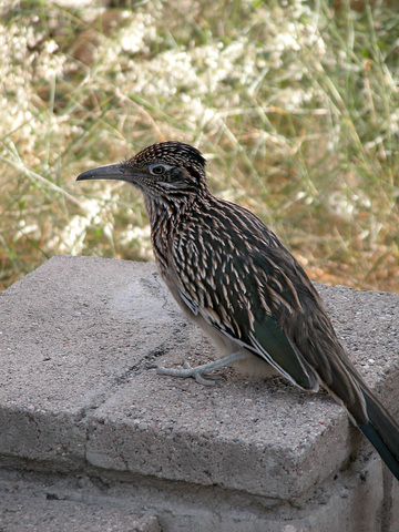 Wildlife Around Las Vegas, Greater Roadrunner (Geococcyx