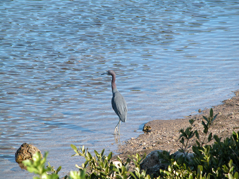 Egretta caerulea