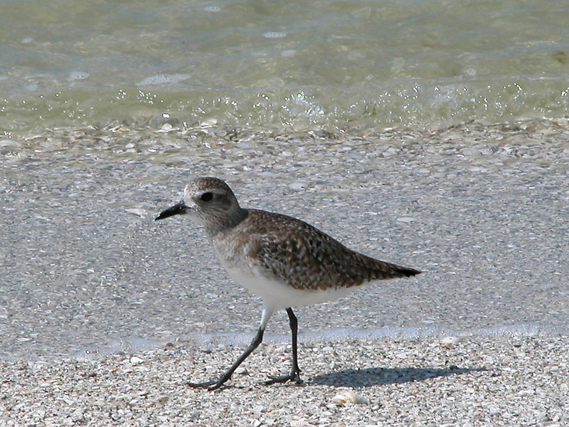 Charadriiformes