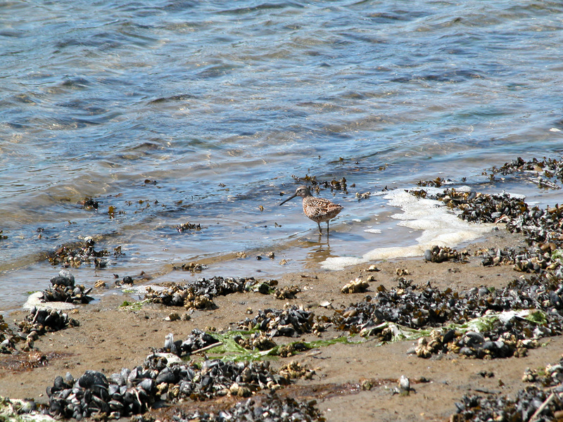 Calidris alpina