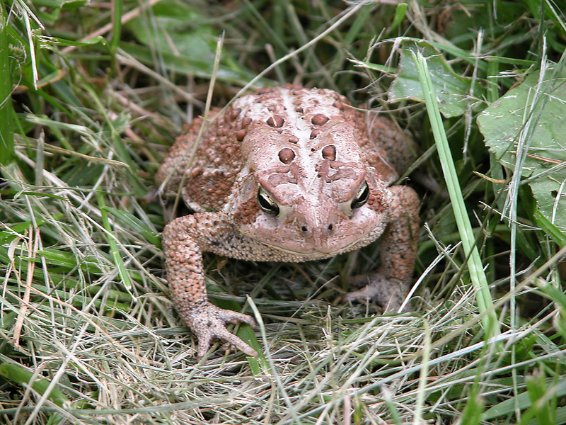 Anaxyrus americanus