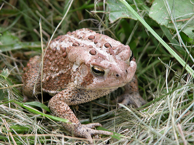 ADW Anaxyrus americanus INFORMATION