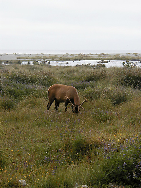 Cervus elaphus