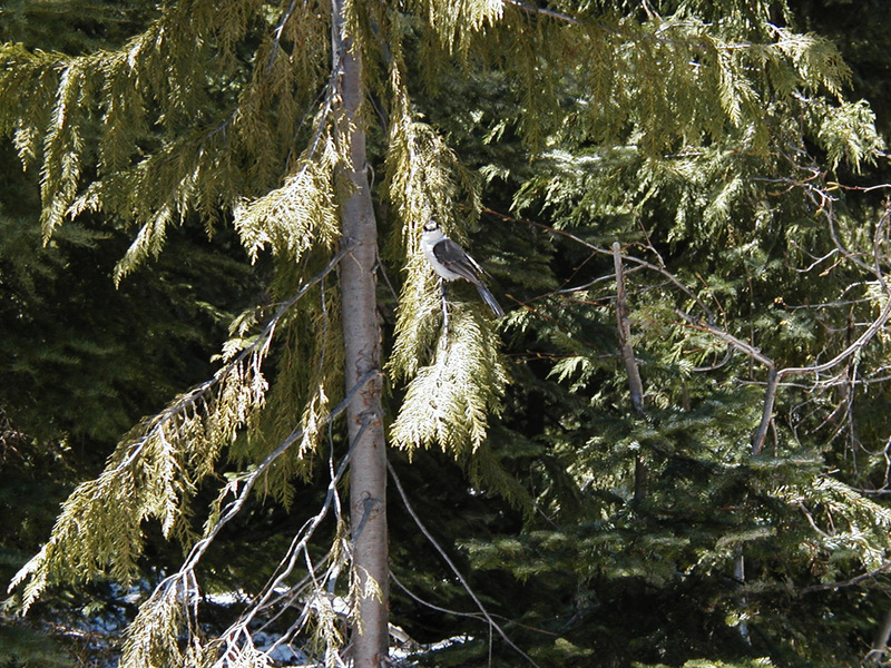 Perisoreus canadensis