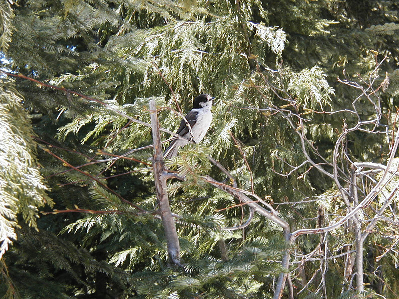 Perisoreus canadensis