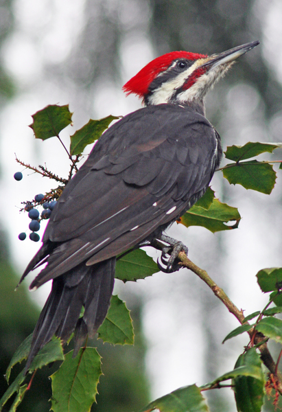 Dryocopus pileatus