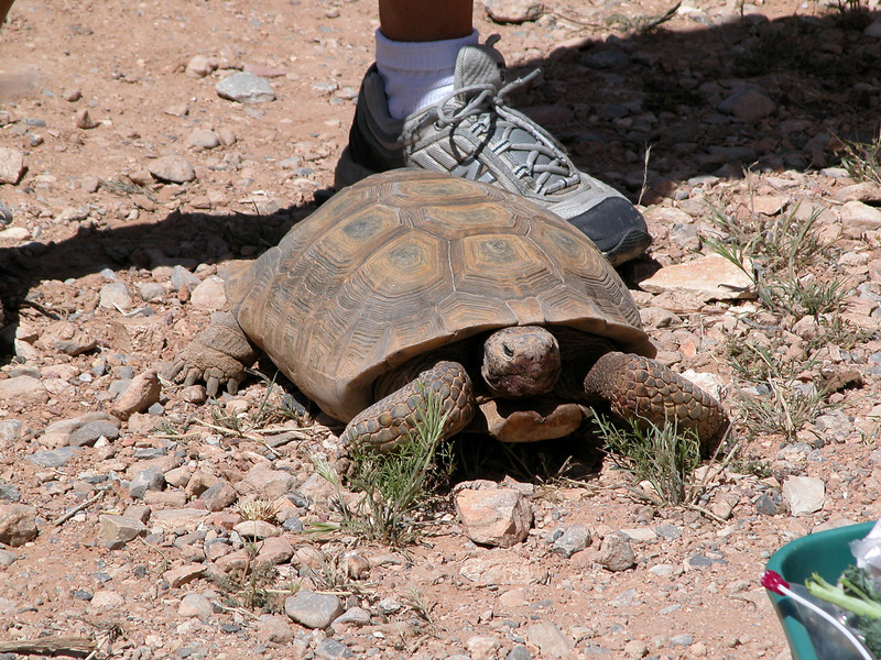 Gopherus agassizii