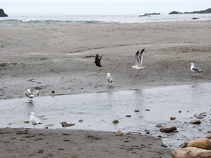 Oystercatcher