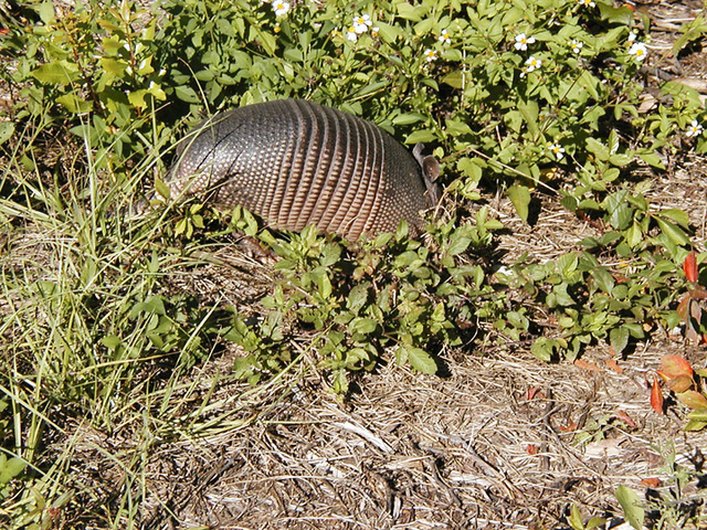 WEC317/UW362: Baiting the Nine-Banded Armadillo