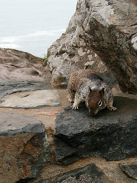 Spermophilus beecheyi