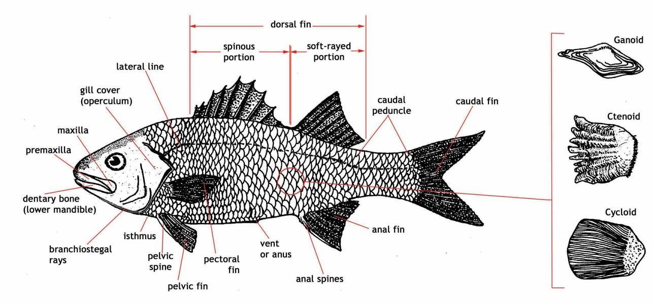 ADW: Actinopterygii: SPECIMENS