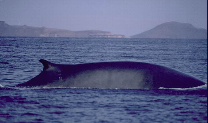 Остромордый полосатик (Balaenoptera acutorostrata) – Чжан. Остромордый полосатик (Balaenoptera acutorostrata) - Чжан вид сверху.