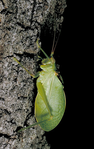 Pterophylla camellifolia