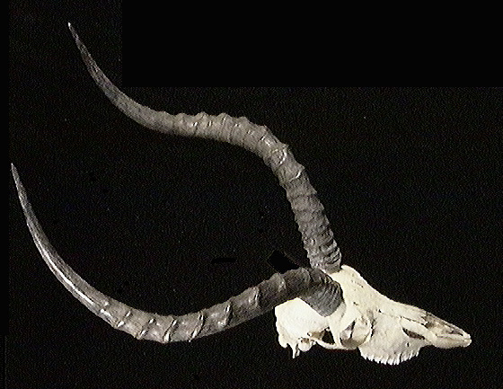 Vertebrata