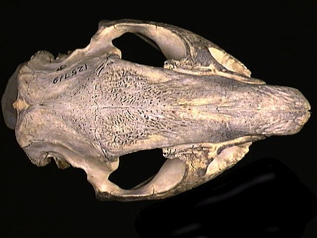 Vertebrata