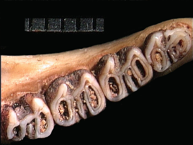 Vertebrata