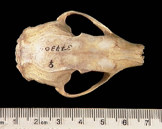 Anomalurus derbianus