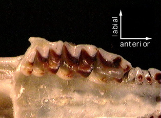 Deuterostomia