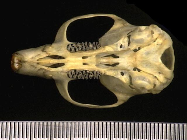 Craniata