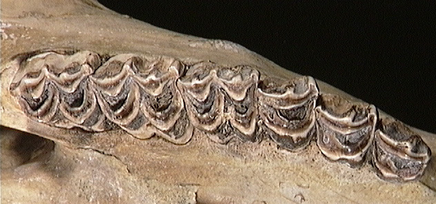 Deuterostomia