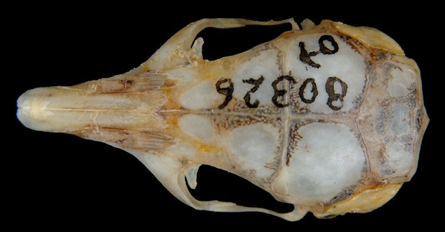 Perognathinae