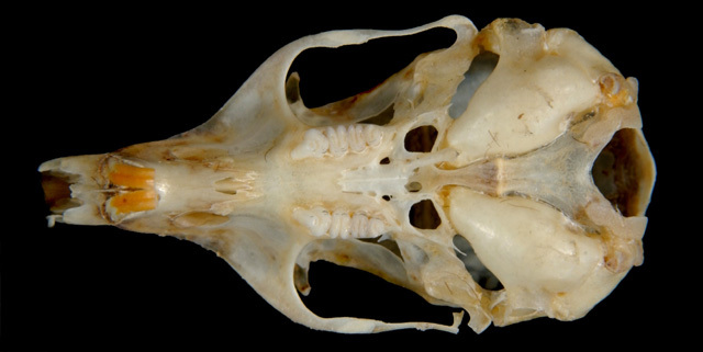 Chaetodipus californicus